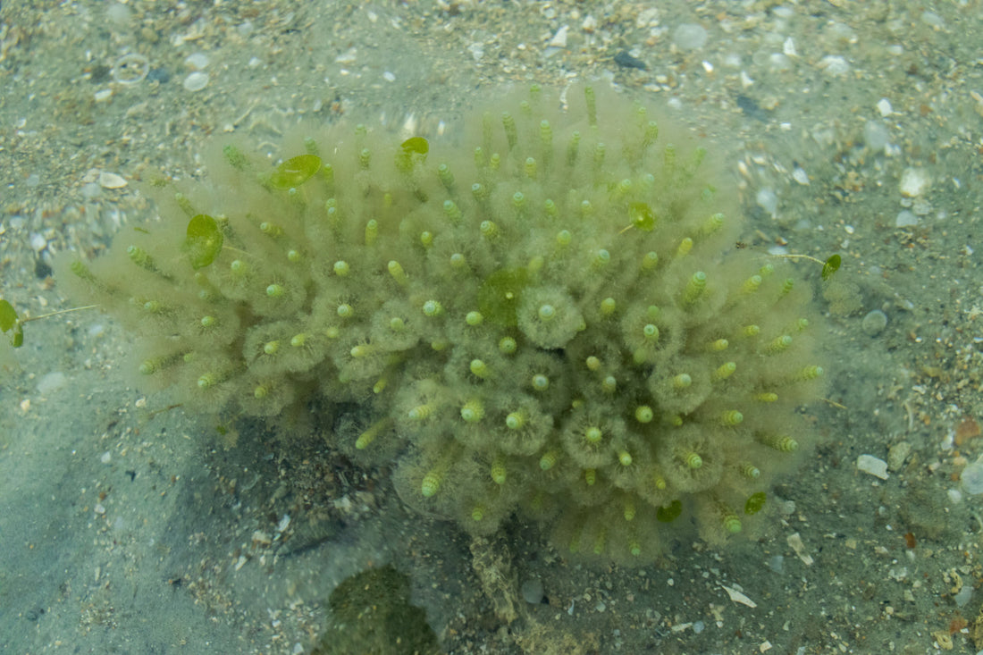 lithothanium calcareum