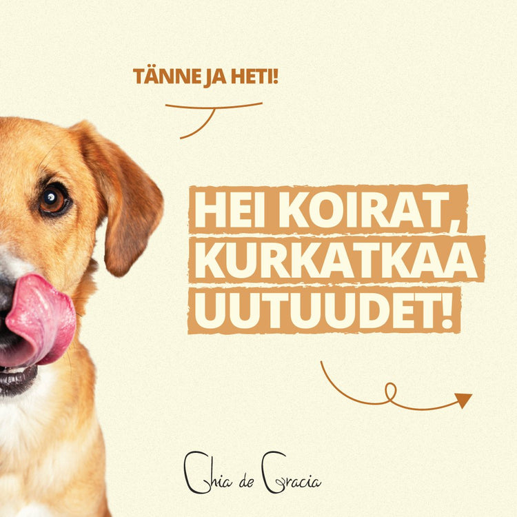CdG uutuustuottet koirille